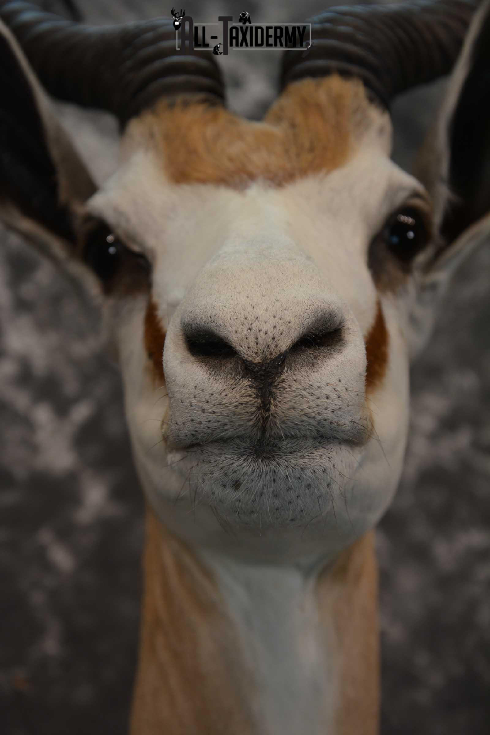 African Springbok Taxidermy Shoulder Mount for sale SKU 1793 - Image 2