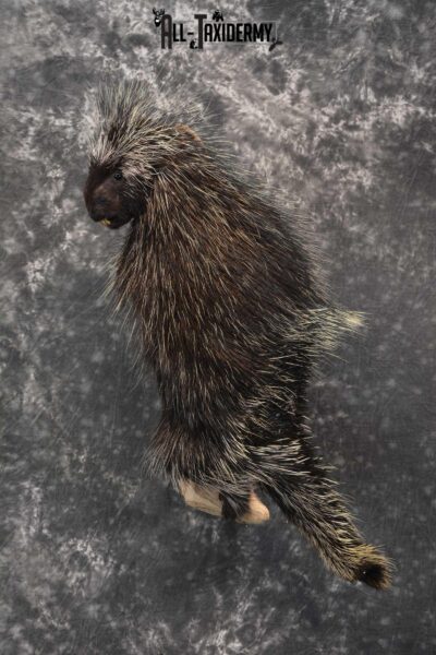 Porcupine Taxidermy Mount for sale SKU 1792