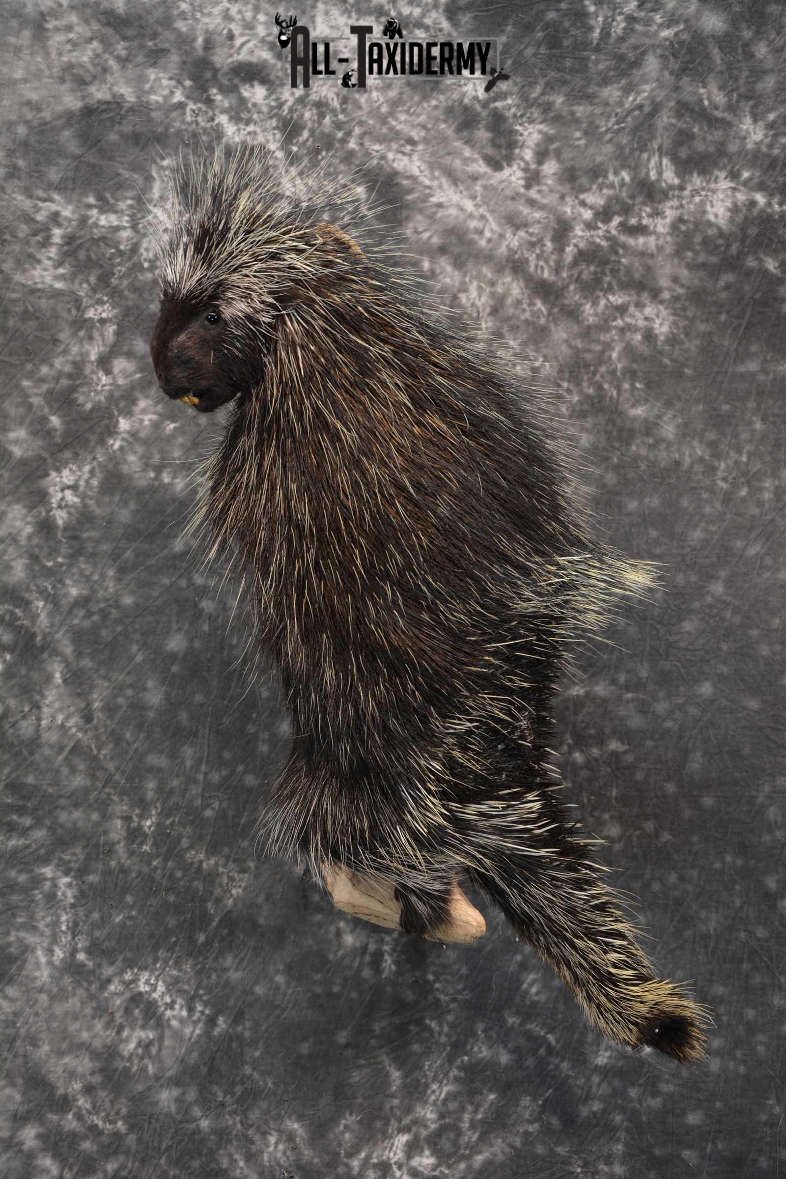 Porcupine Taxidermy Mount for sale SKU 1792