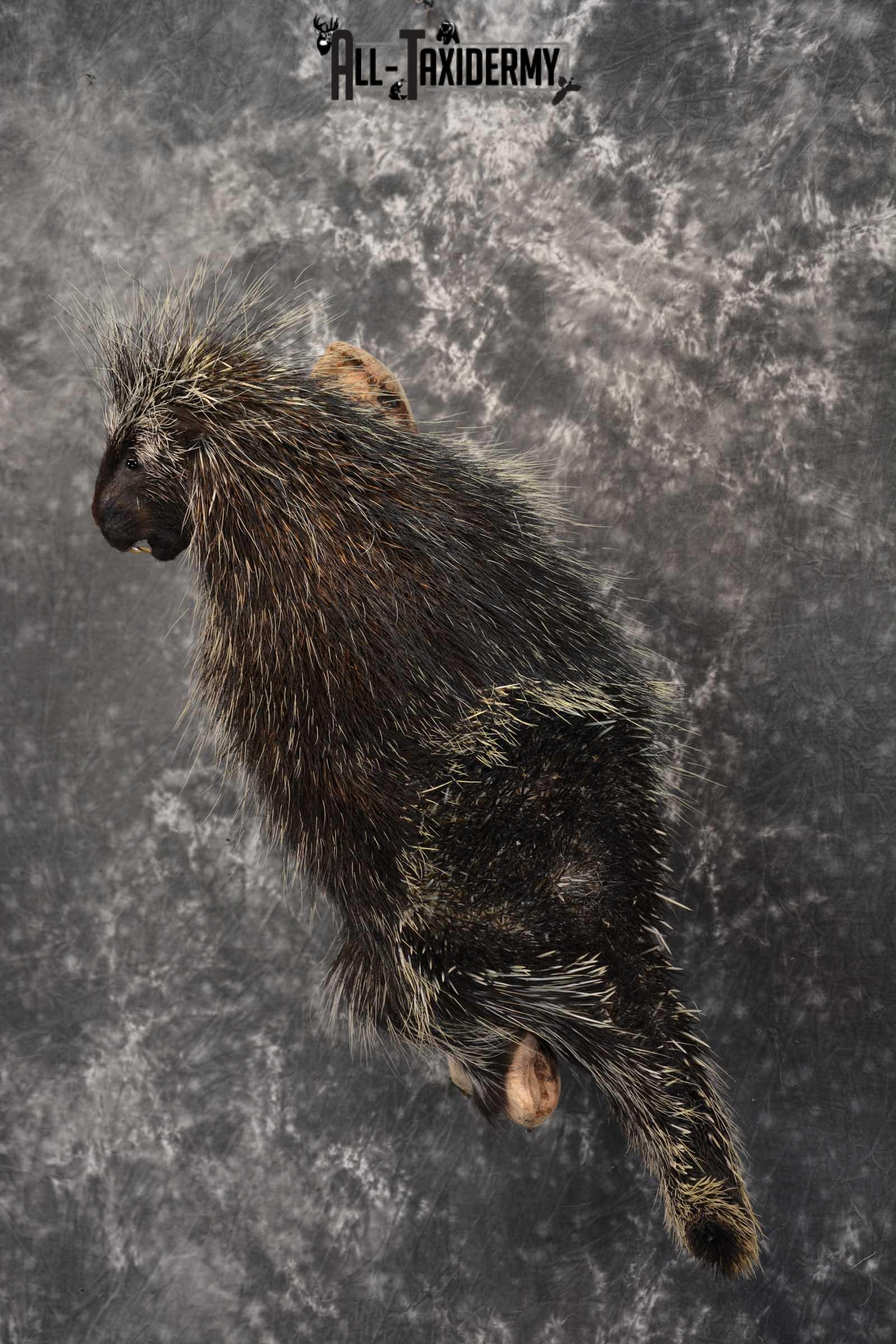 Porcupine Taxidermy Mount for sale SKU 1792 - Image 7