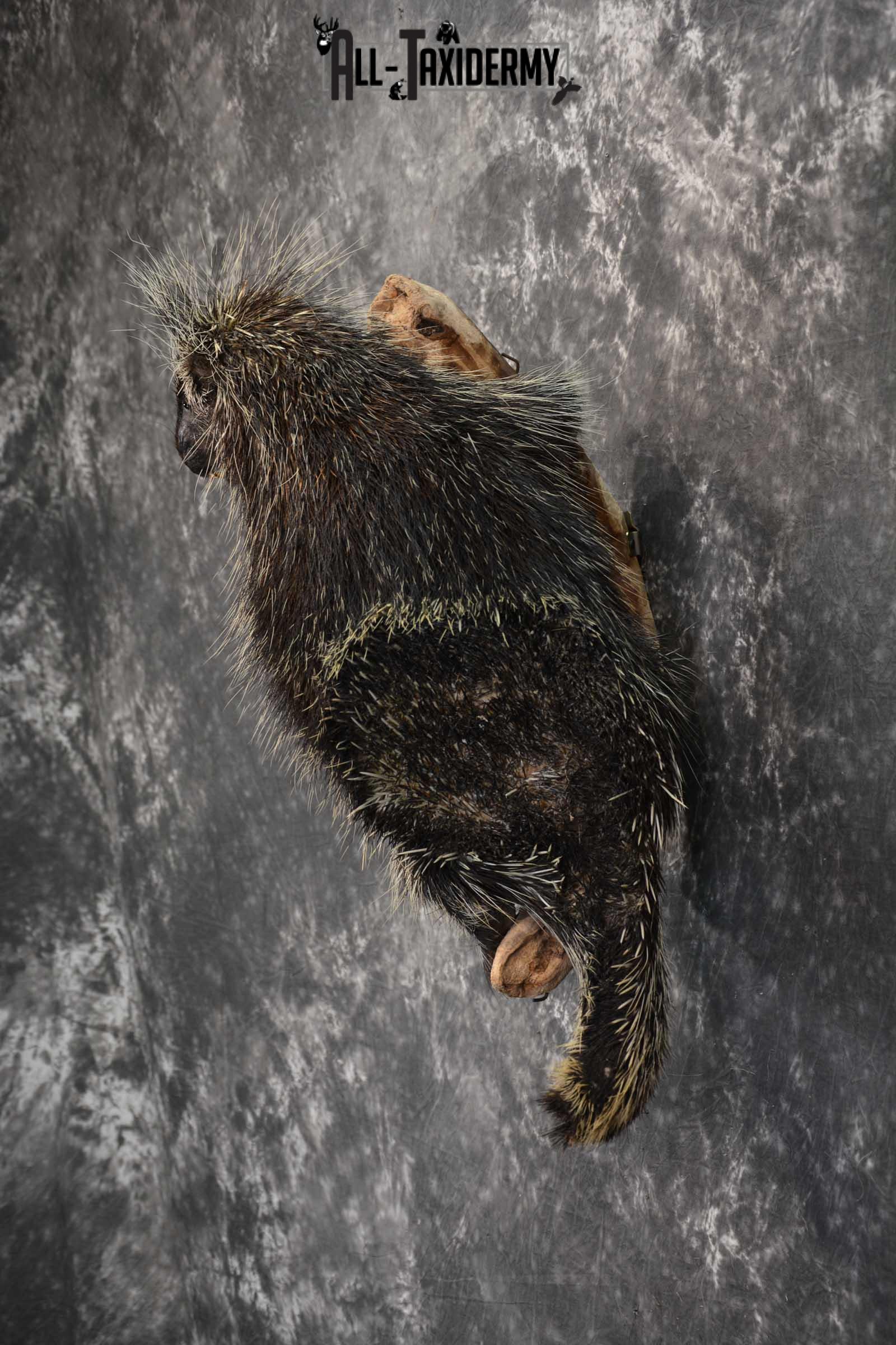 Porcupine Taxidermy Mount for sale SKU 1792 - Image 6