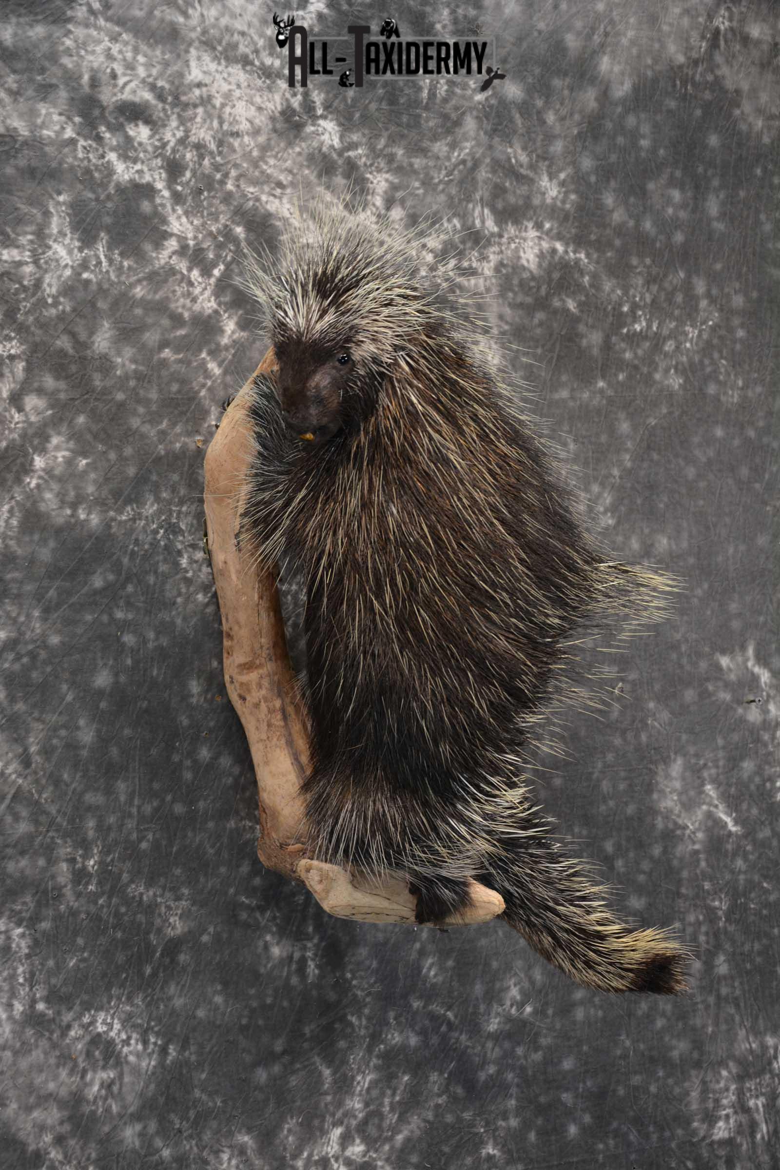 Porcupine Taxidermy Mount for sale SKU 1792 - Image 5