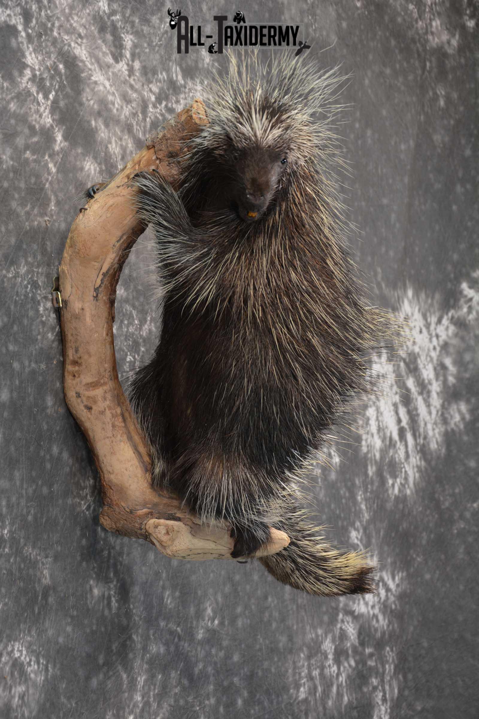 Porcupine Taxidermy Mount for sale SKU 1792 - Image 4