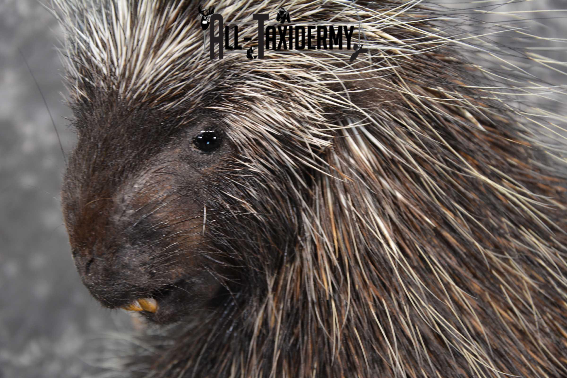 Porcupine Taxidermy Mount for sale SKU 1792 - Image 3