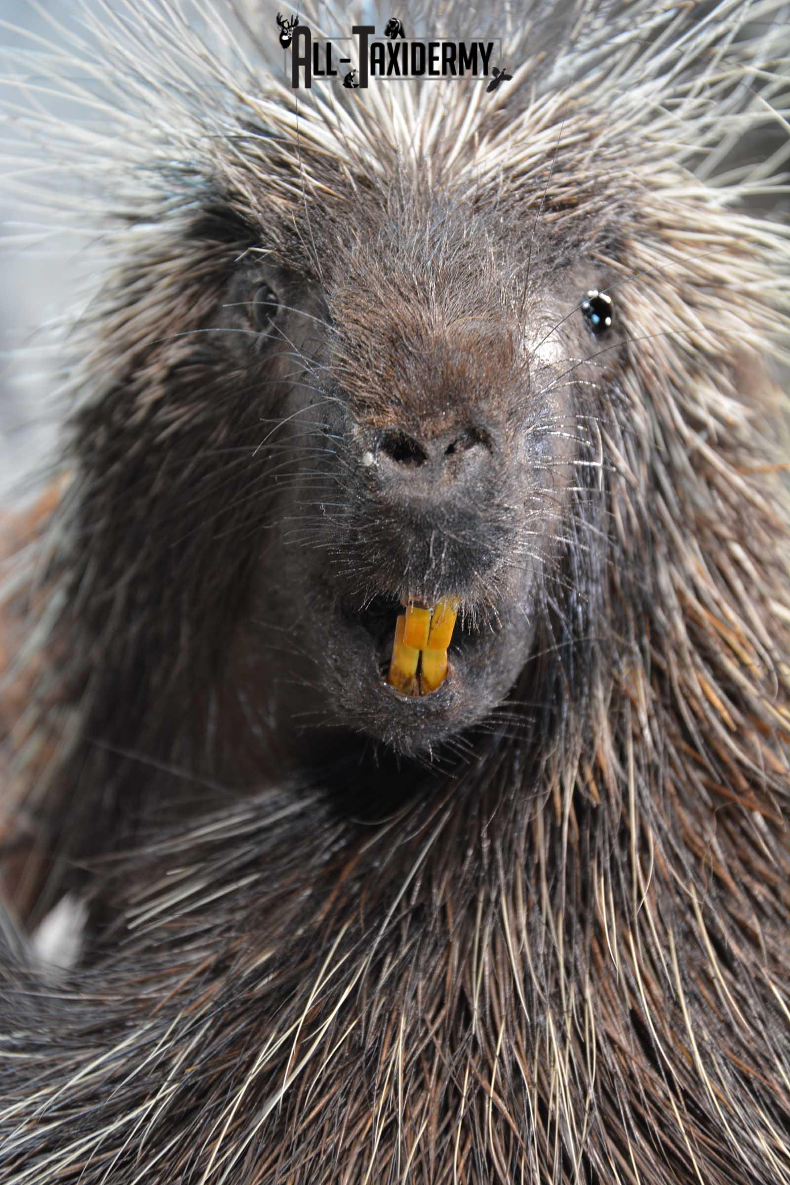 Porcupine Taxidermy Mount for sale SKU 1792 - Image 2
