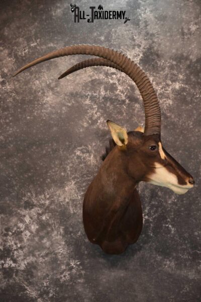 African Sable Taxidermy Shoulder Mount for sale SKU 1801