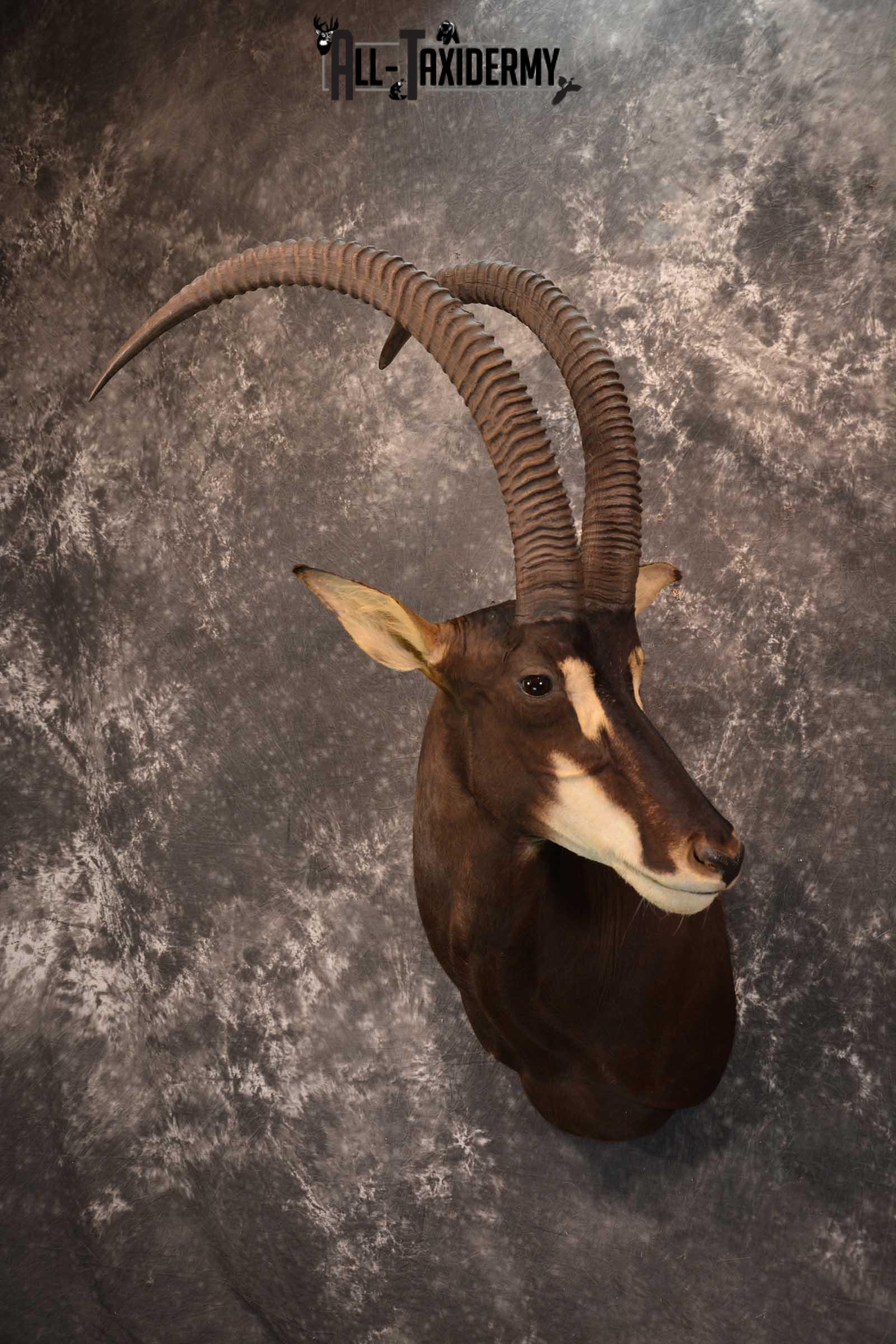 African Sable Taxidermy Shoulder Mount for sale SKU 1801 - Image 8