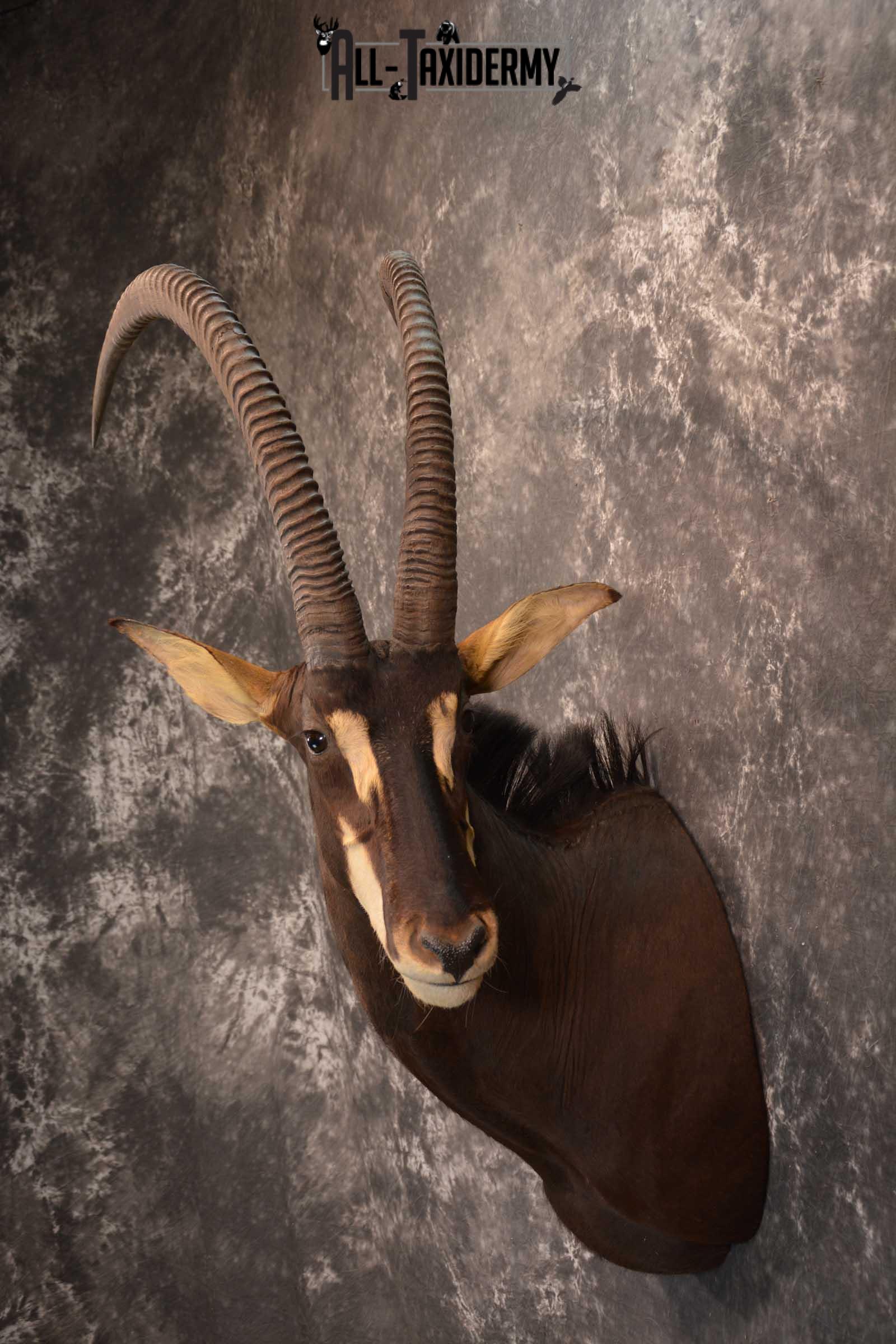 African Sable Taxidermy Shoulder Mount for sale SKU 1801 - Image 7