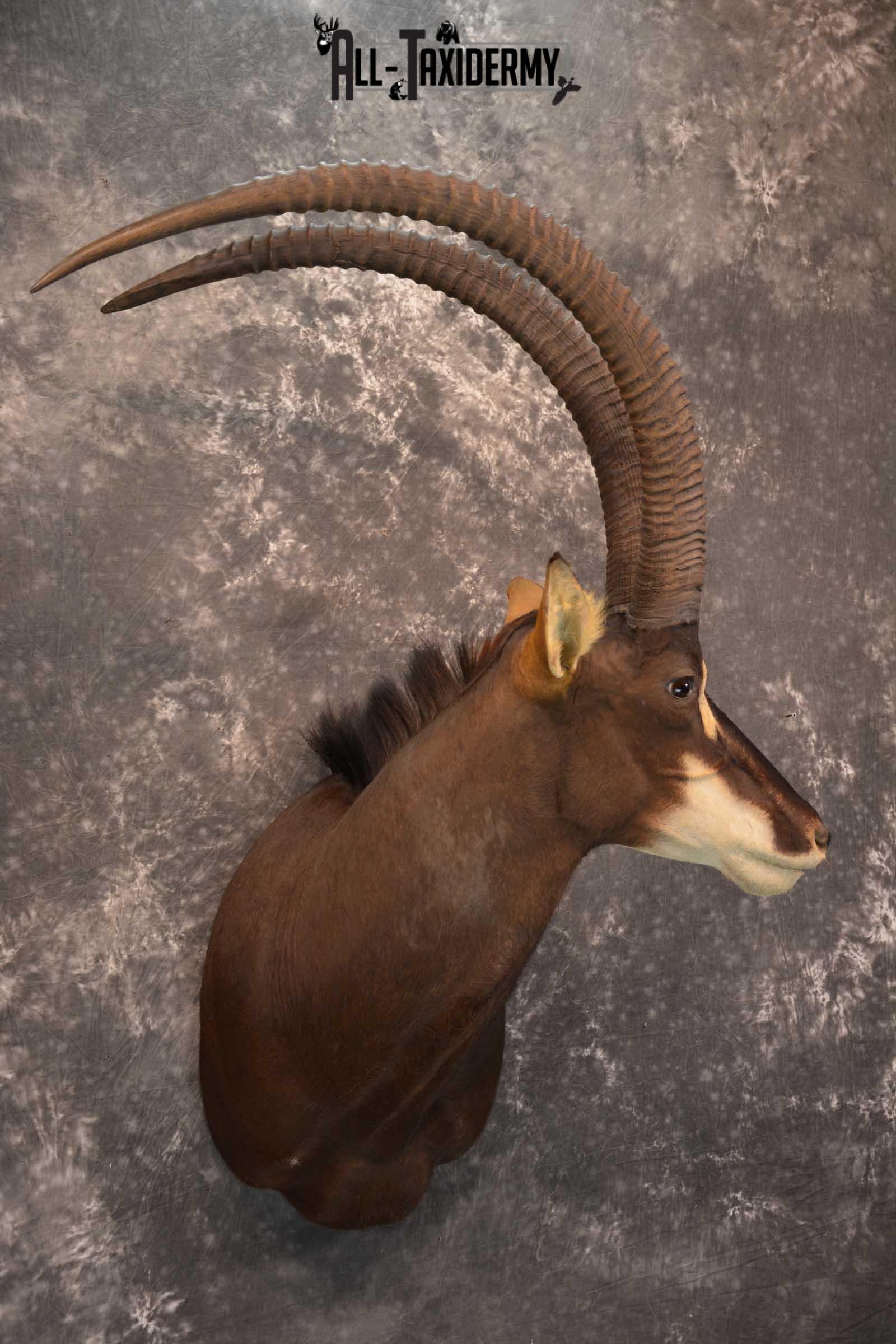 African Sable Taxidermy Shoulder Mount for sale SKU 1801 - Image 6