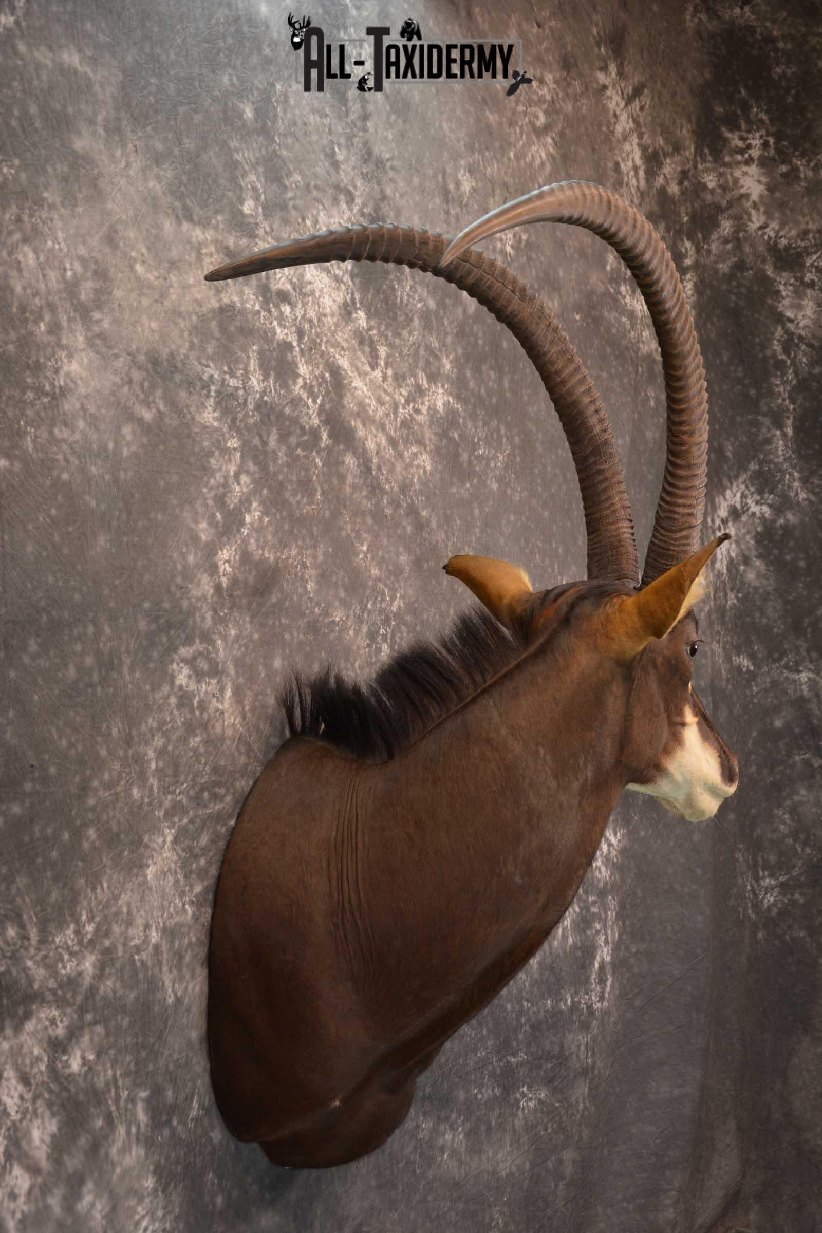 African Sable Taxidermy Shoulder Mount for sale SKU 1801 - Image 5