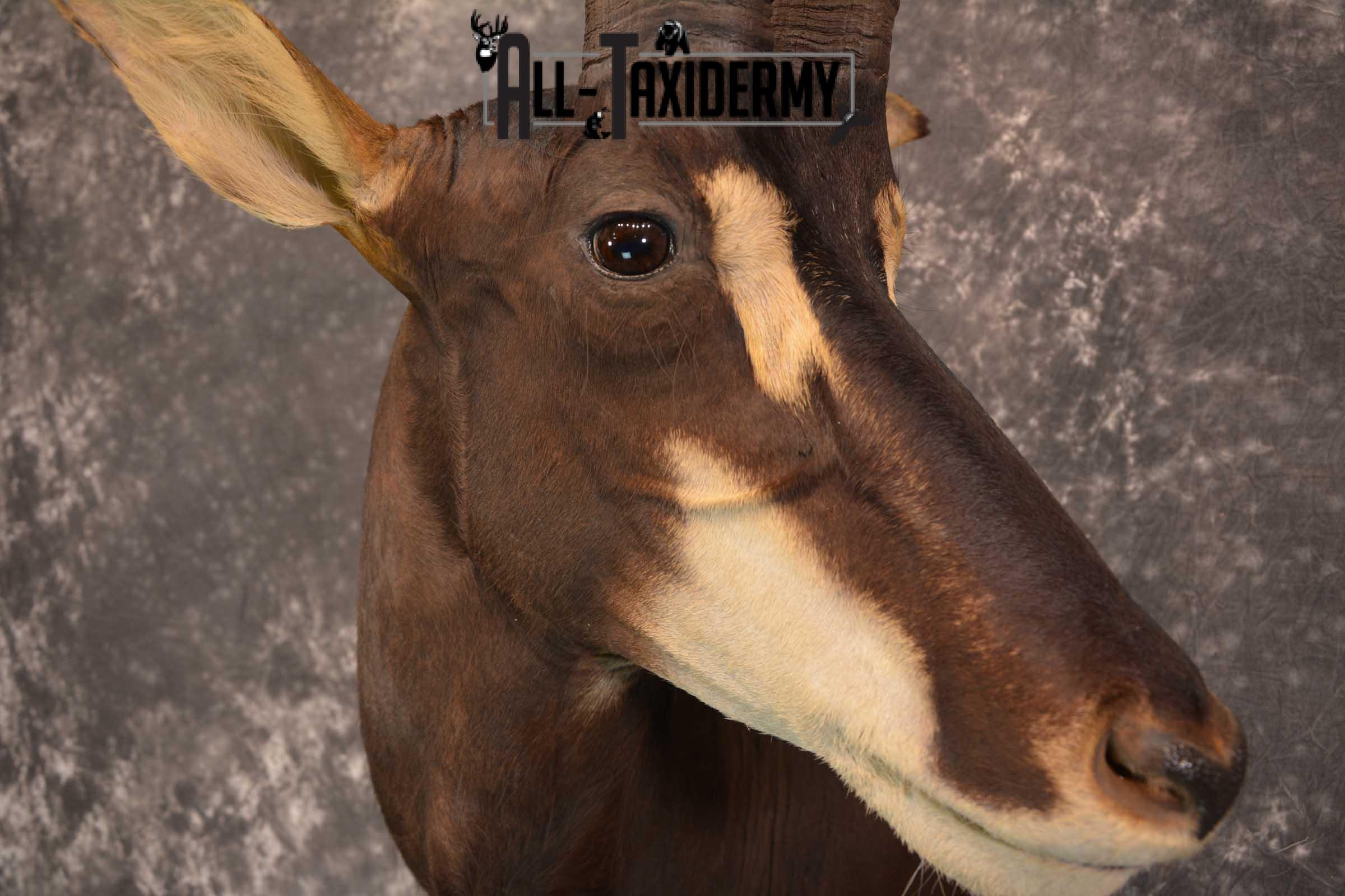 African Sable Taxidermy Shoulder Mount for sale SKU 1801 - Image 4