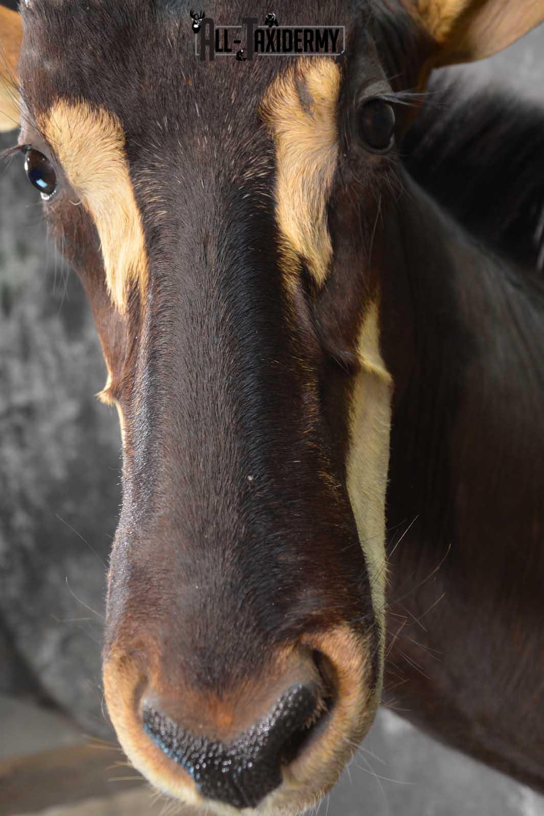 African Sable Taxidermy Shoulder Mount for sale SKU 1801 - Image 3
