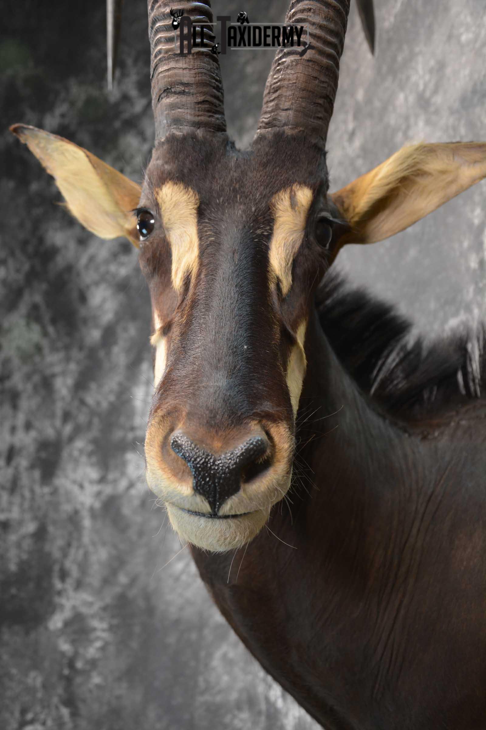 African Sable Taxidermy Shoulder Mount for sale SKU 1801 - Image 2