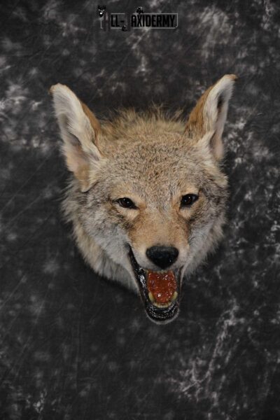 Coyote Taxidermy Shoulder Mount for sale SKU 1810