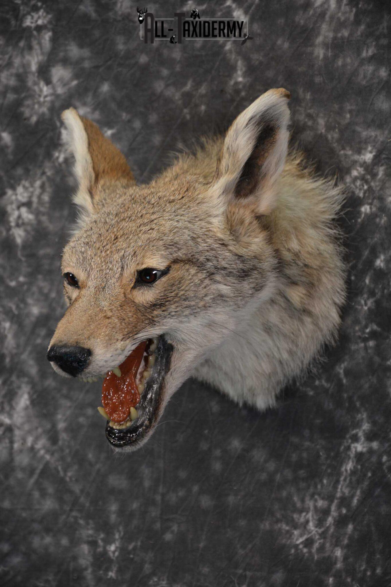 stuffed coyote taxidermy