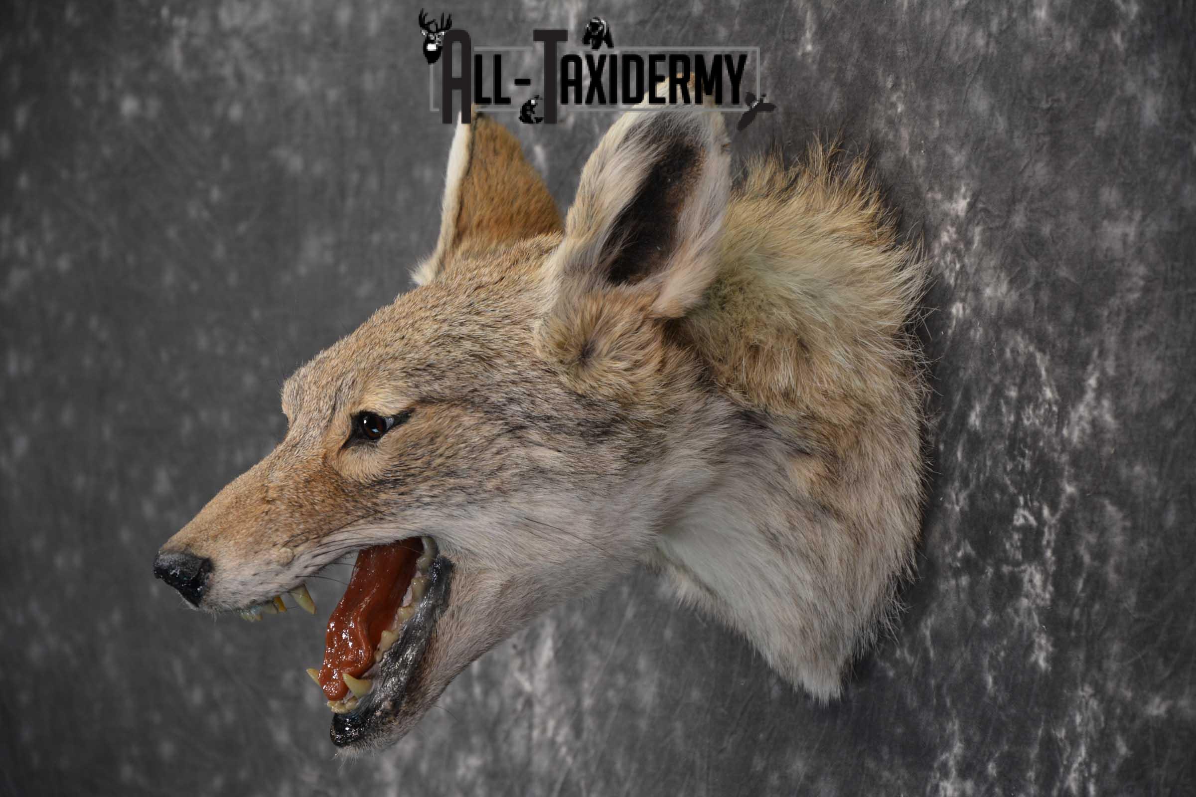 Coyote Taxidermy Shoulder Mount for sale SKU 1810 - Image 4