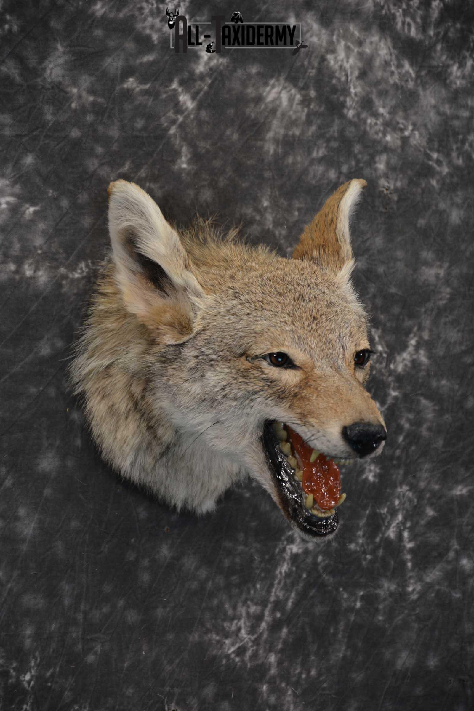 Coyote Taxidermy Shoulder Mount for sale SKU 1810 - Image 3