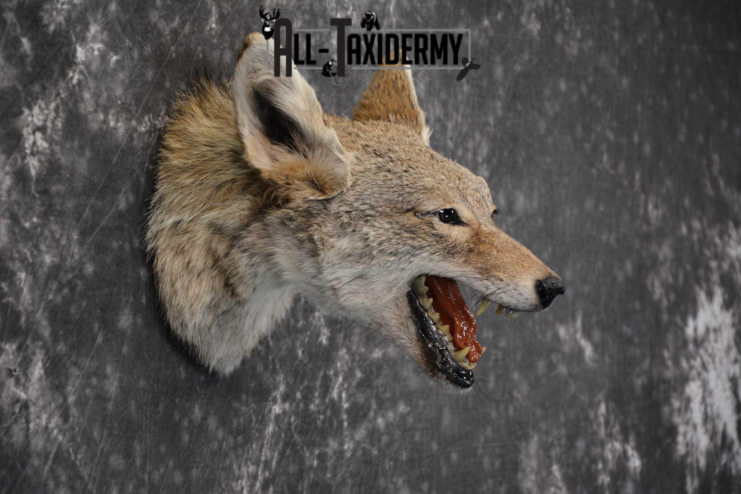 Coyote Taxidermy Shoulder Mount for sale SKU 1810 - Image 2