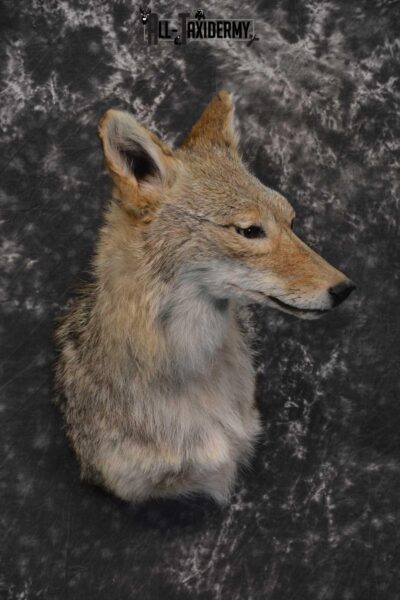 Coyote Taxidermy Shoulder Mount for sale SKU 1811