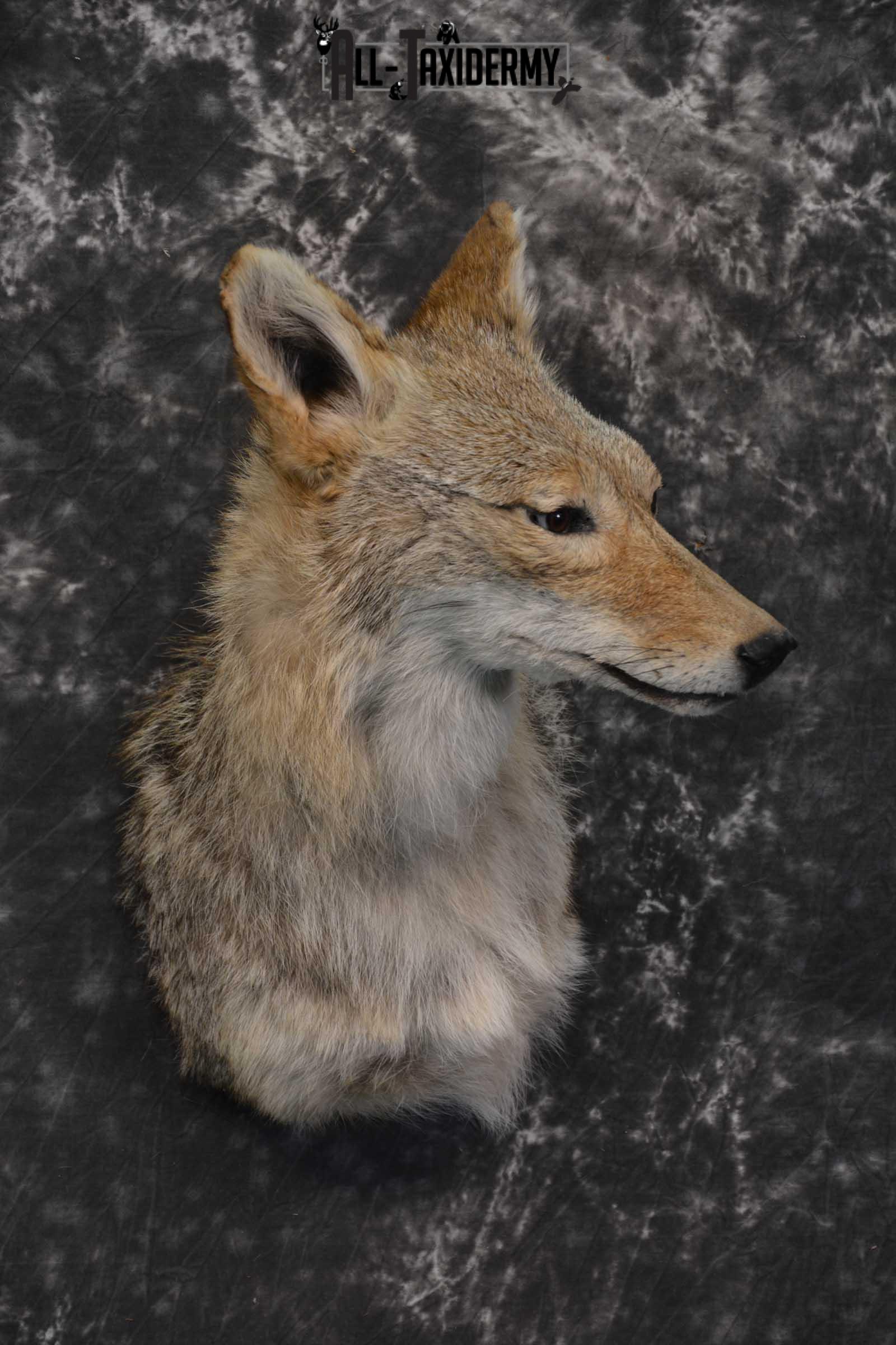 Coyote Taxidermy Shoulder Mount for sale SKU 1811