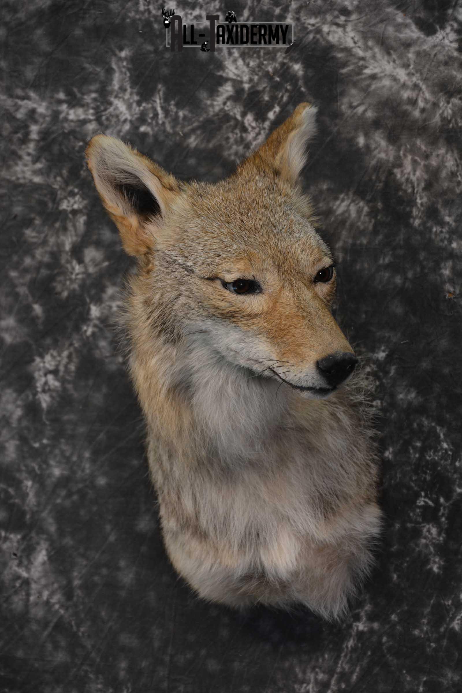 Coyote Taxidermy Shoulder Mount for sale SKU 1811 - Image 5
