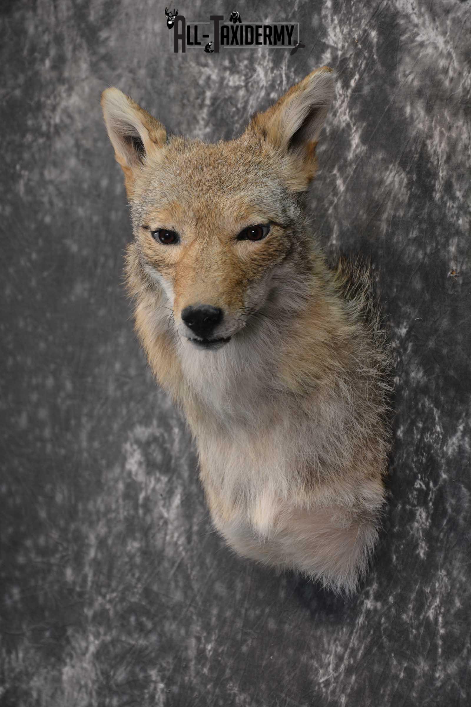 Coyote Taxidermy Shoulder Mount for sale SKU 1811 - Image 4