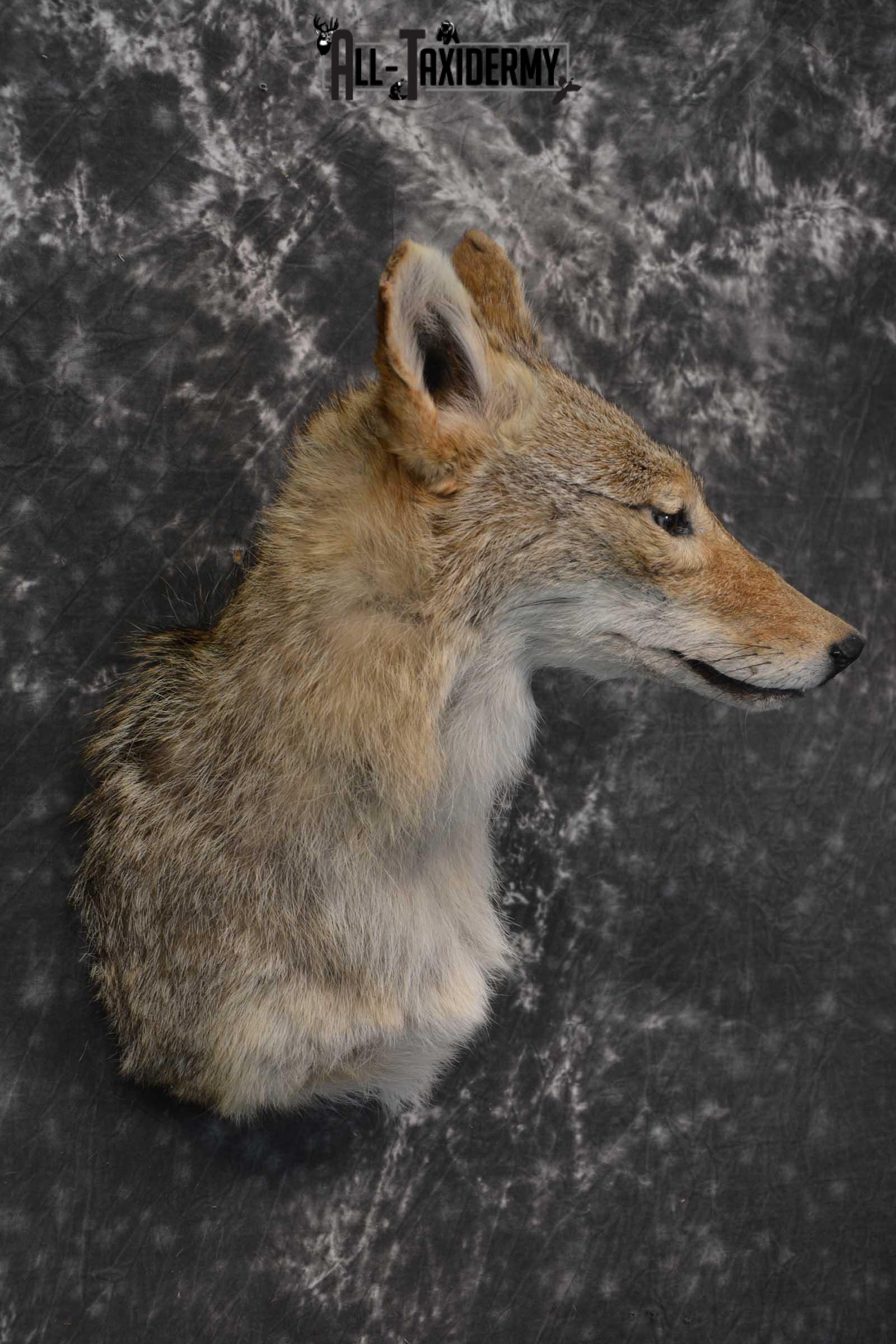 Coyote Taxidermy Shoulder Mount for sale SKU 1811 - Image 3