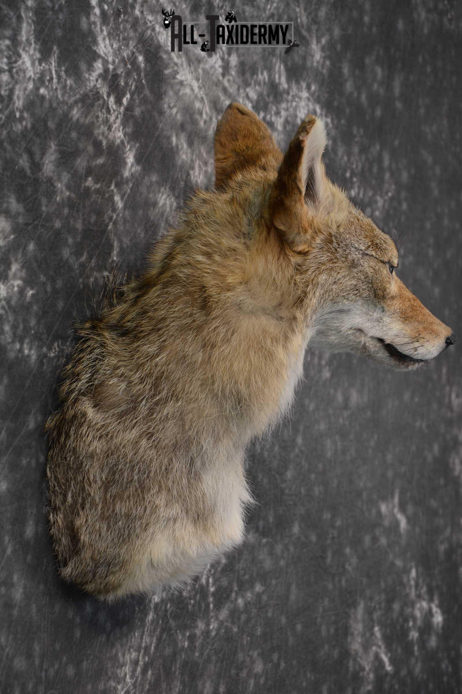 Coyote Taxidermy Shoulder Mount for sale SKU 1811 - Image 2
