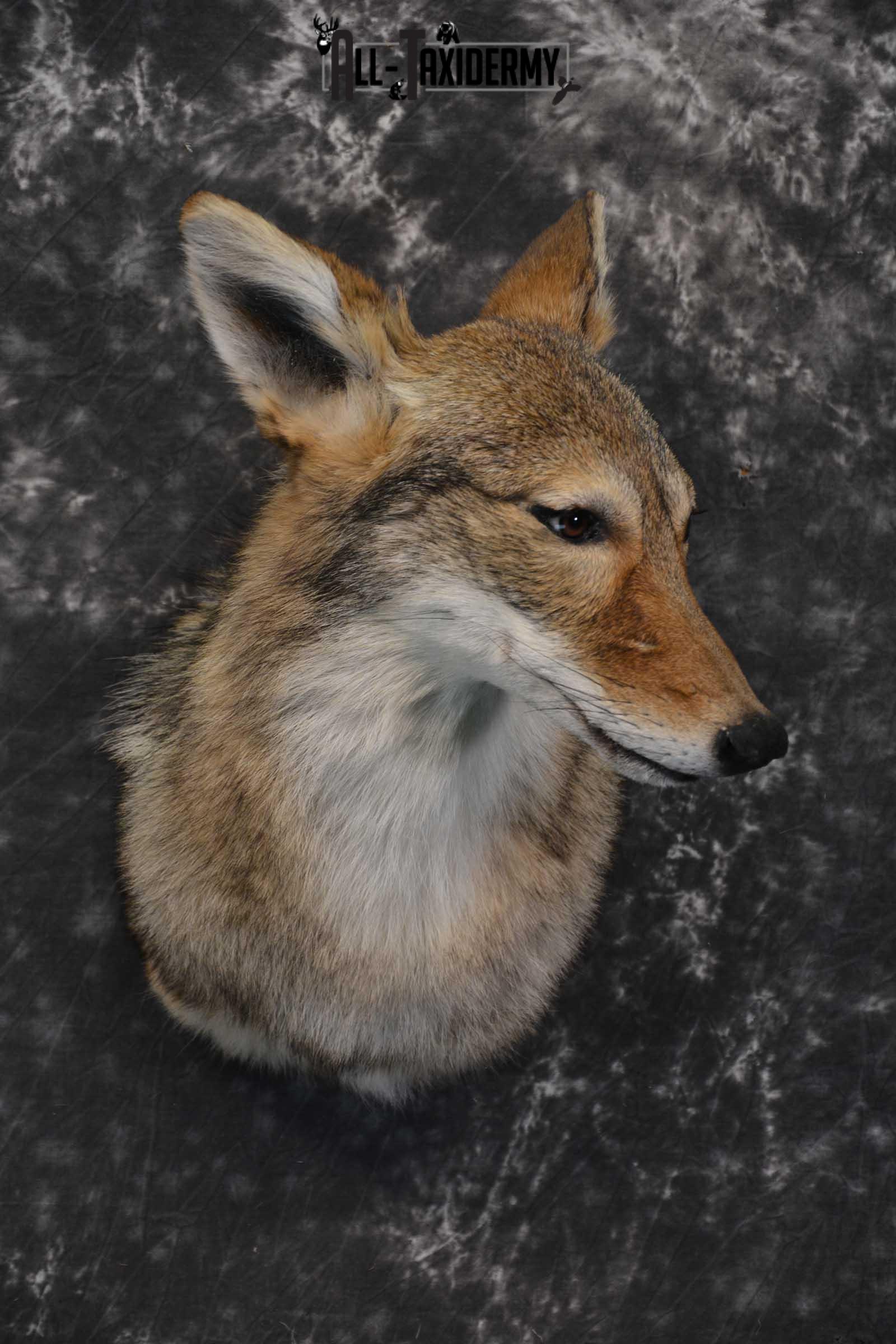Coyote Taxidermy Shoulder Mount for sale SKU 1809