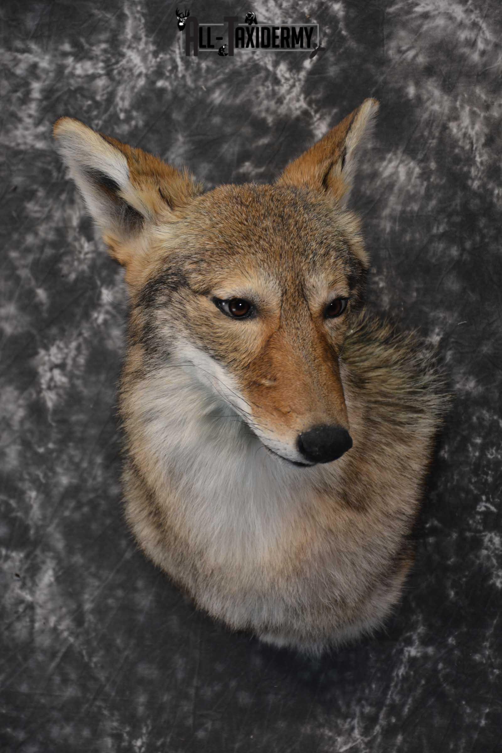 Coyote Taxidermy Shoulder Mount for sale SKU 1809 - Image 5
