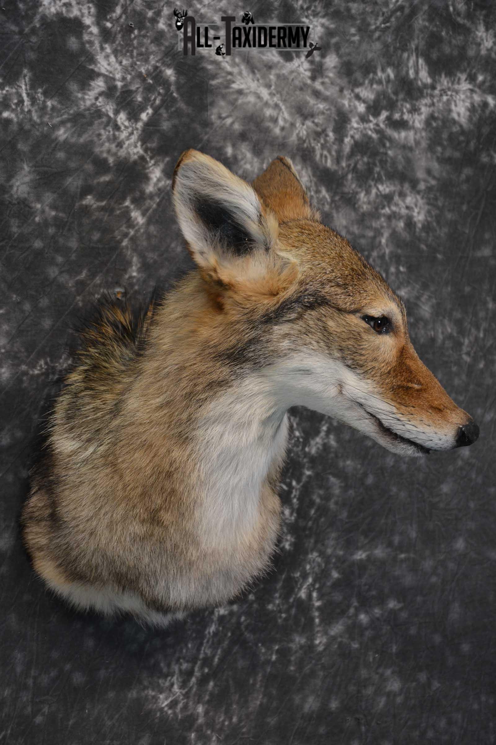 Coyote Taxidermy Shoulder Mount for sale SKU 1809 - Image 3