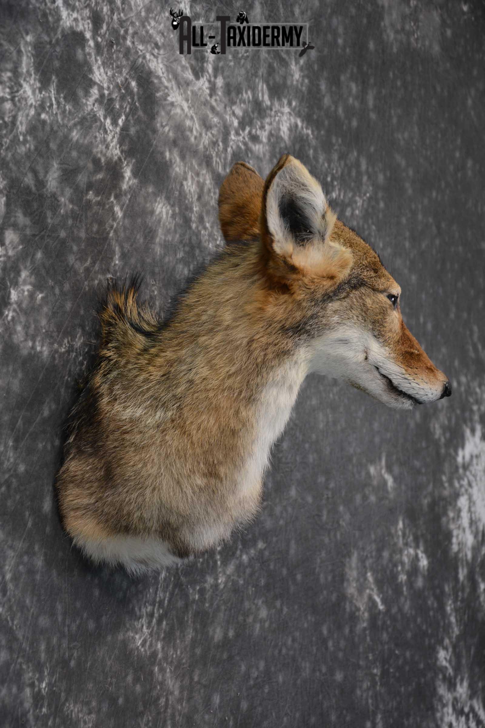 Coyote Taxidermy Shoulder Mount for sale SKU 1809 - Image 2