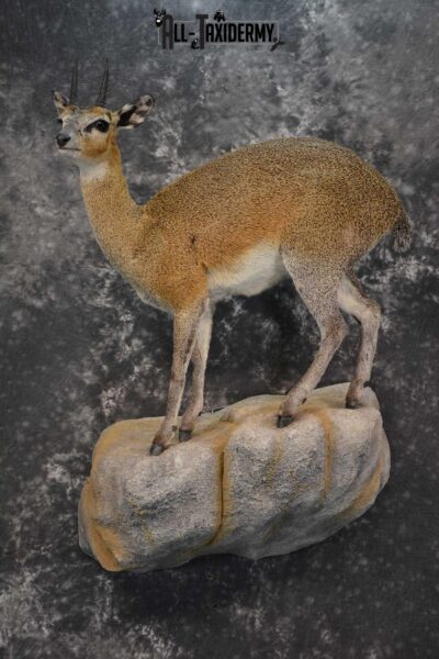African Klipspringer Full Body Taxidermy Mount for sale SKU 1802