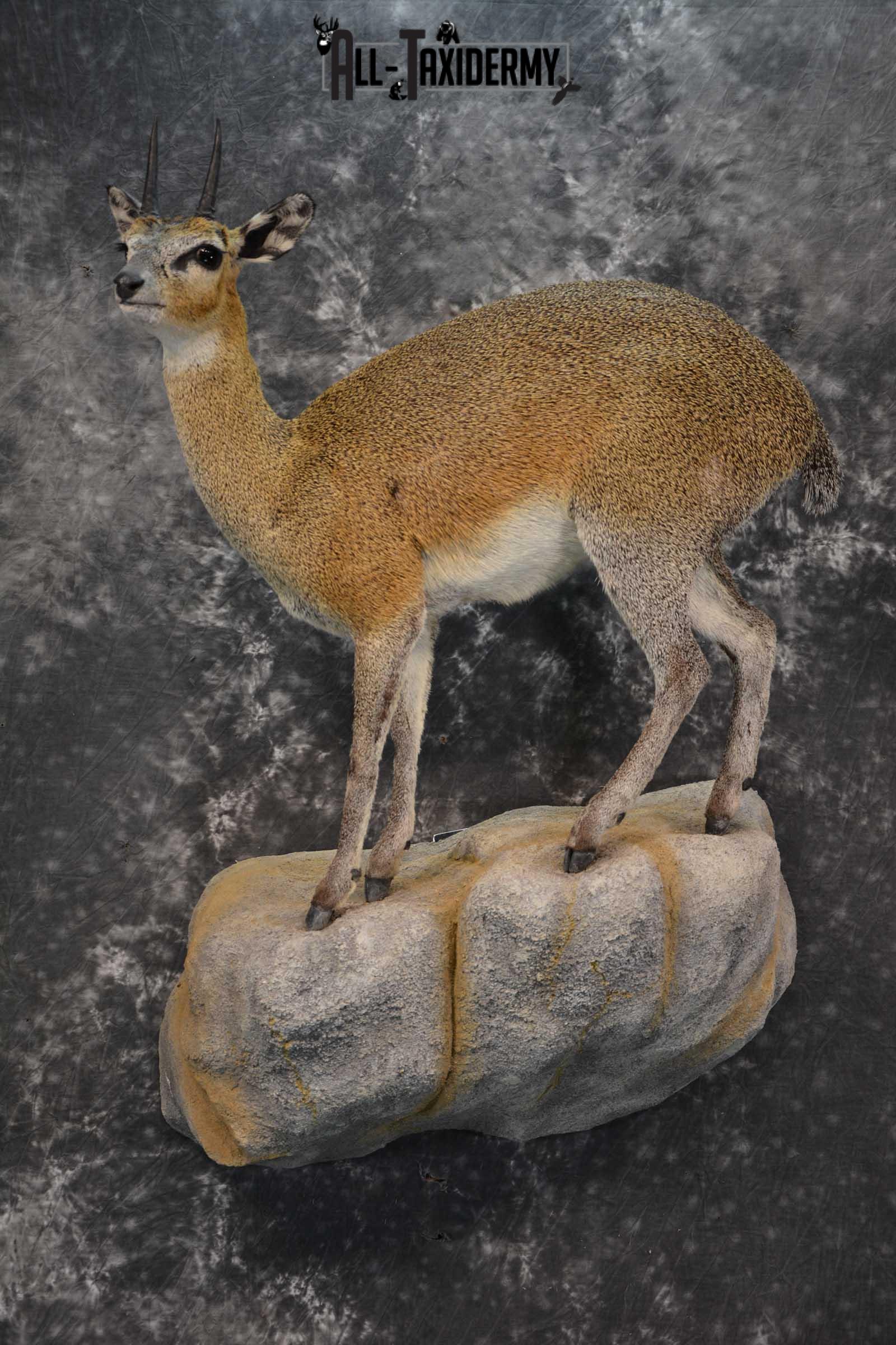 African Klipspringer Full Body Taxidermy Mount for sale SKU 1802