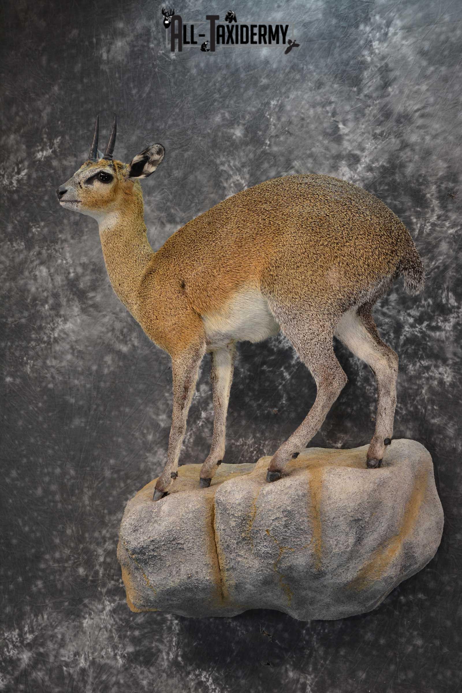 African Klipspringer Full Body Taxidermy Mount for sale SKU 1802 - Image 8
