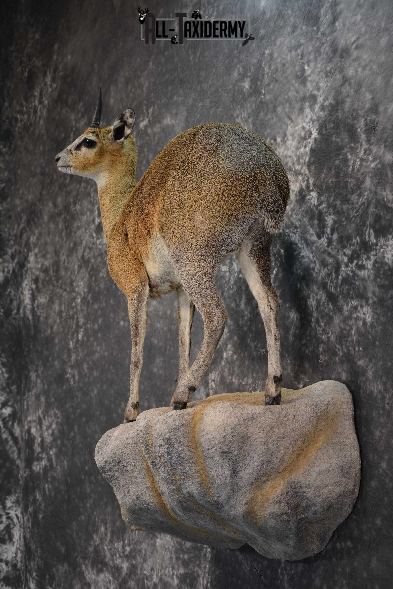 African Klipspringer Full Body Taxidermy Mount for sale SKU 1802 - Image 7