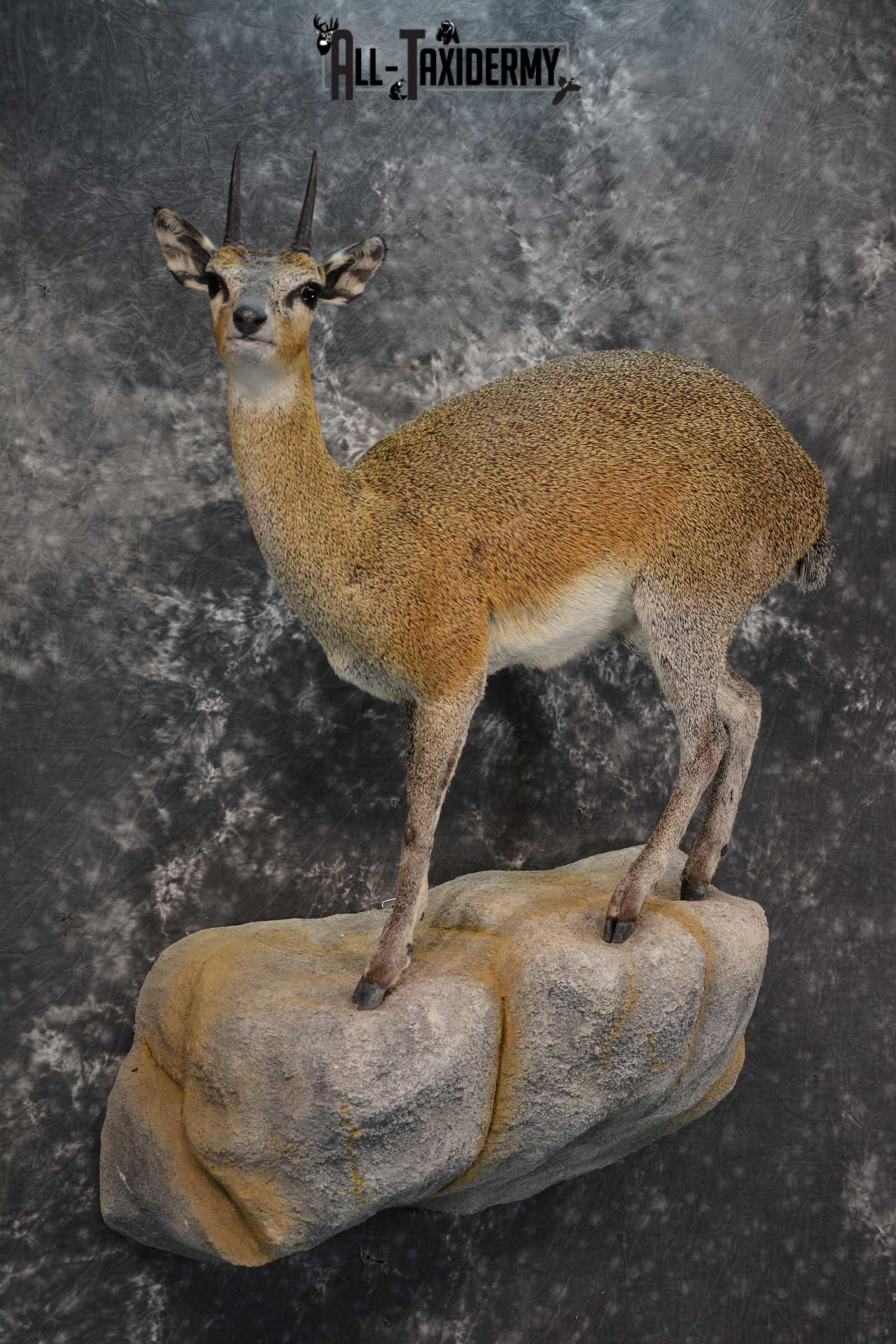 African Klipspringer Full Body Taxidermy Mount for sale SKU 1802 - Image 6