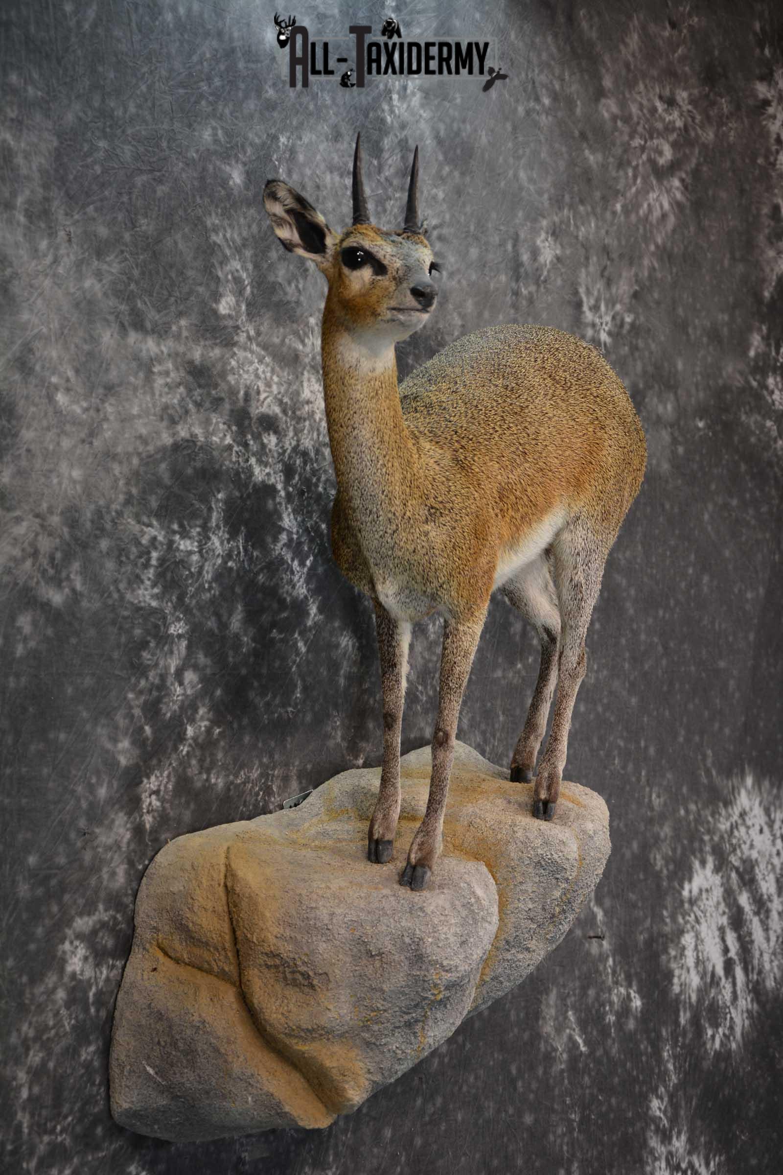 African Klipspringer Full Body Taxidermy Mount for sale SKU 1802 - Image 5