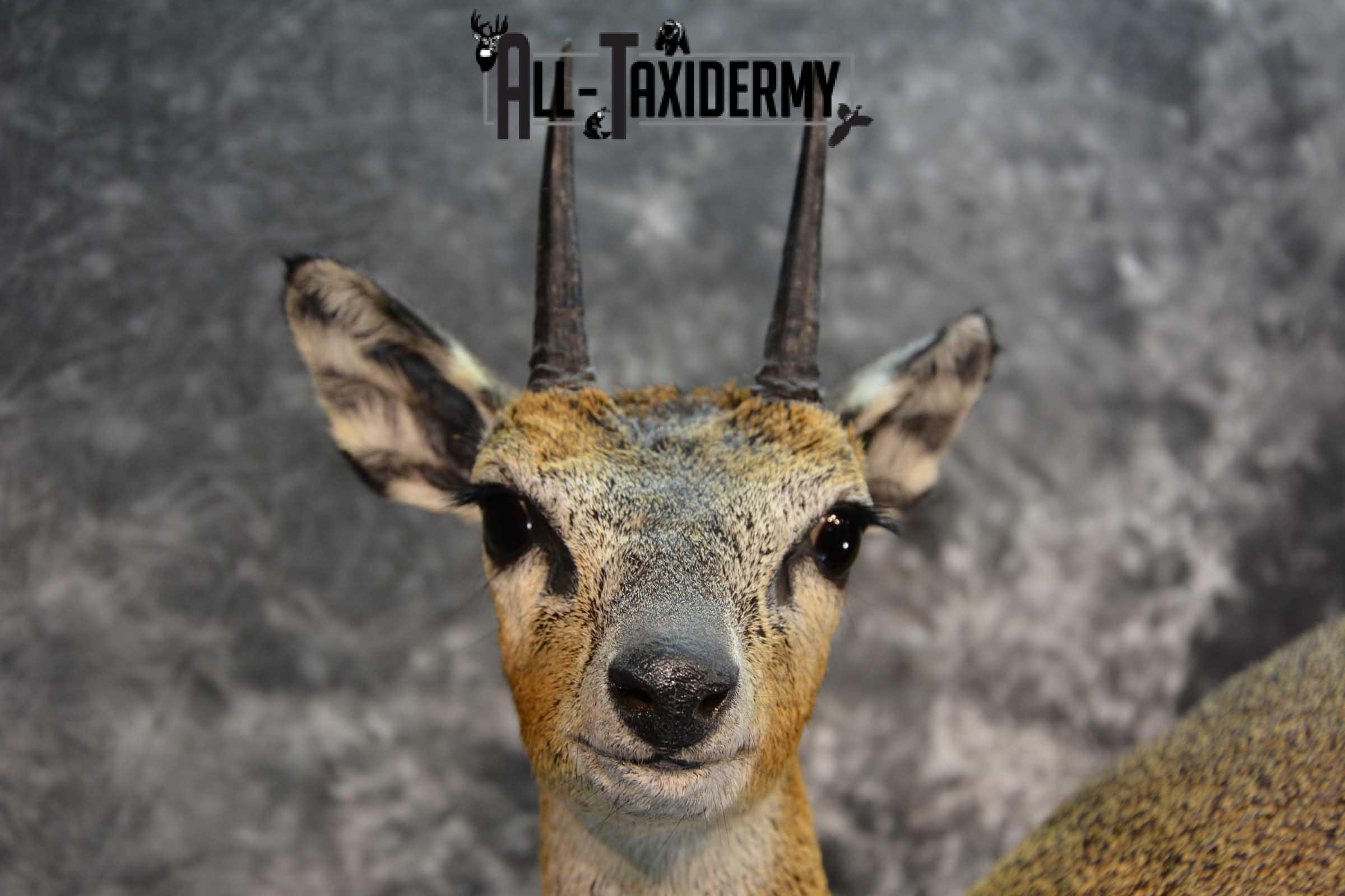 African Klipspringer Full Body Taxidermy Mount for sale SKU 1802 - Image 4