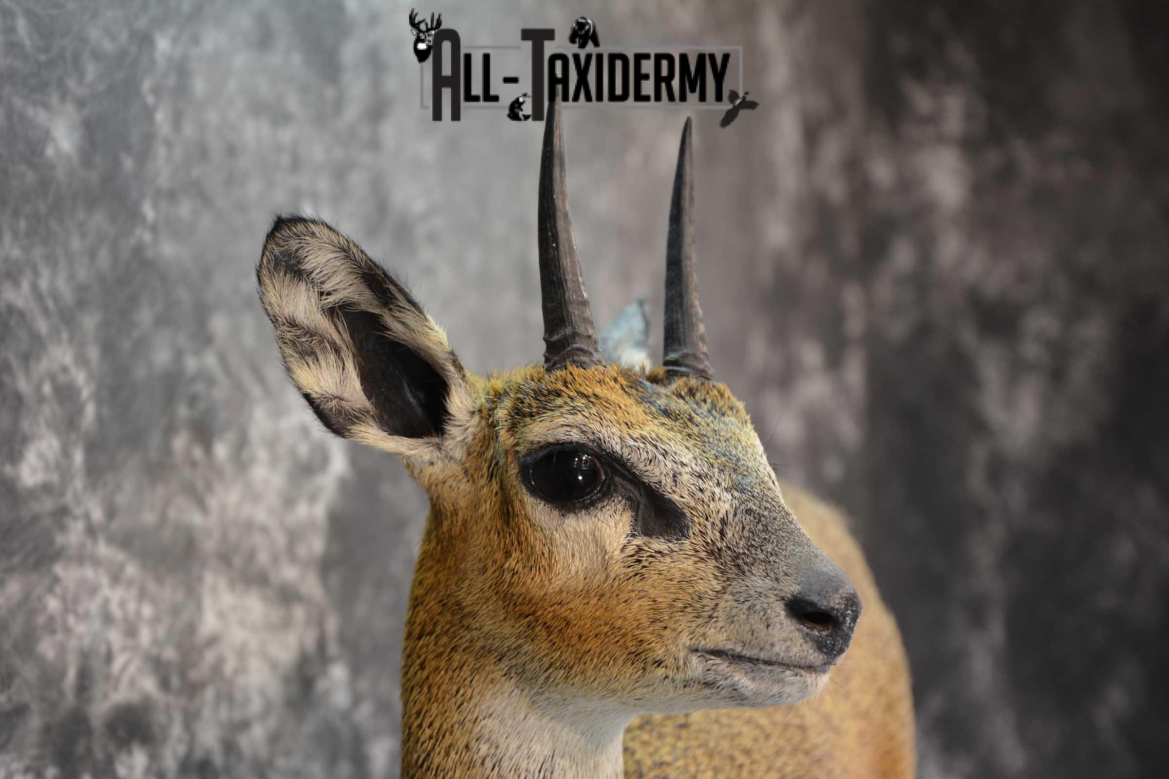 African Klipspringer Full Body Taxidermy Mount for sale SKU 1802 - Image 3