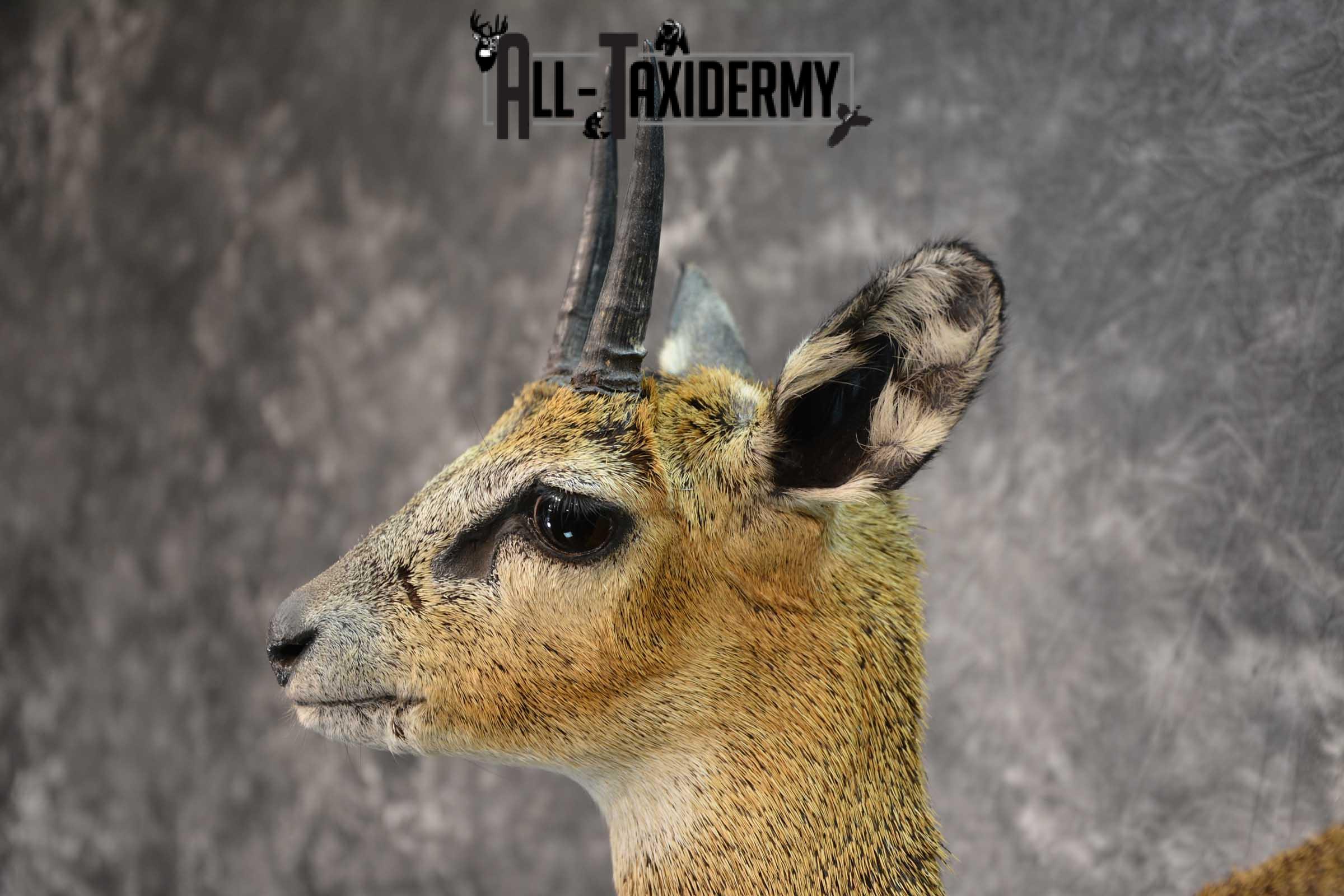 African Klipspringer Full Body Taxidermy Mount for sale SKU 1802 - Image 2