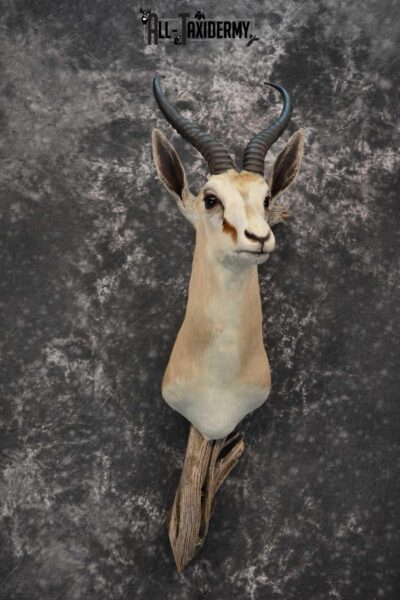 African Springbok Taxidermy Wall Pedestal Mount for sale SKU 1805