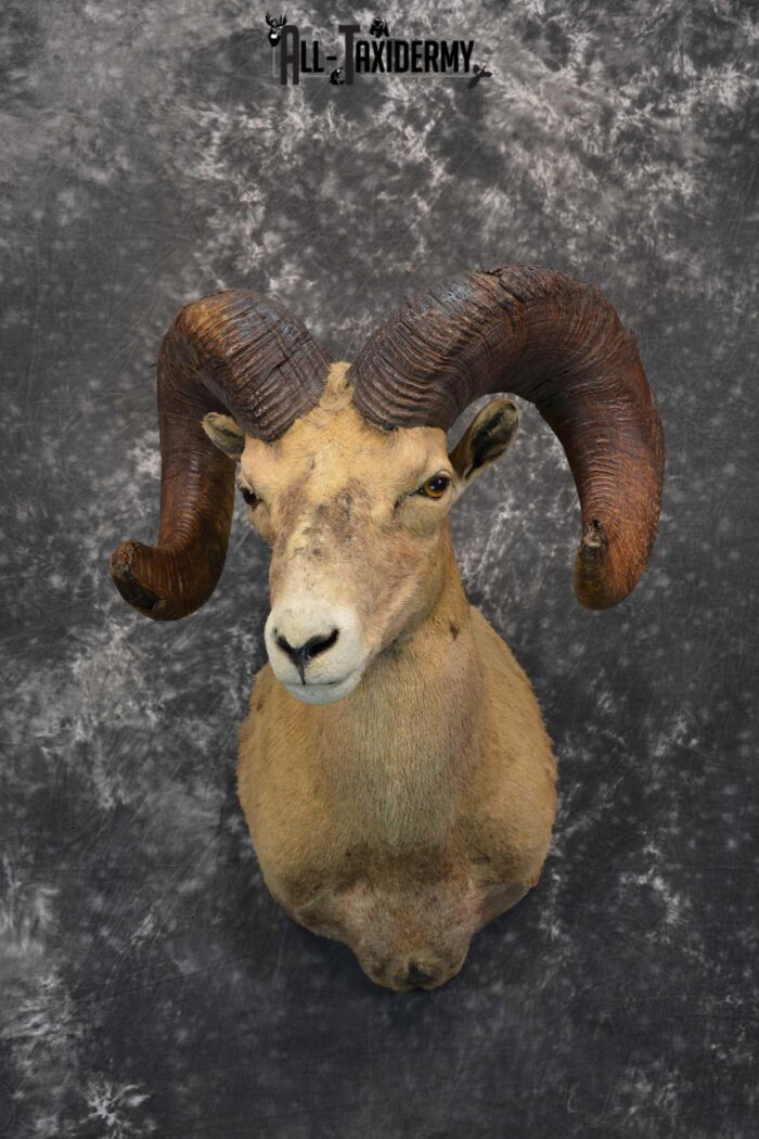 Desert Bighorn Taxidermy Shoulder Mount for sale SKU 1806 Gold Medal