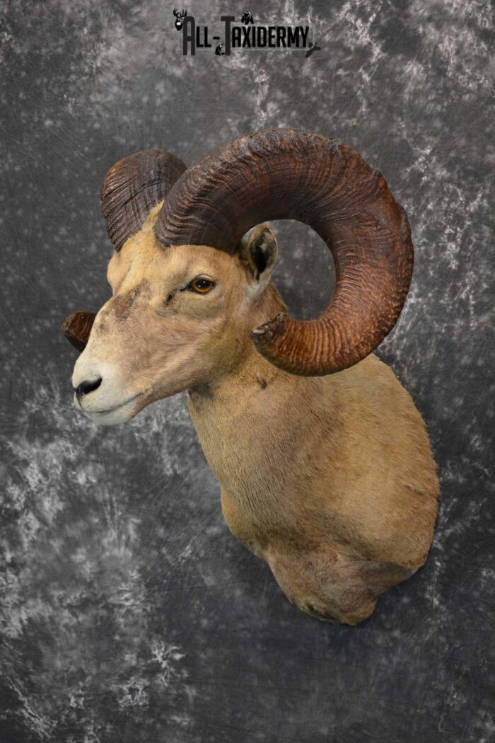 Desert Bighorn Taxidermy Shoulder Mount for sale SKU 1806 Gold Medal