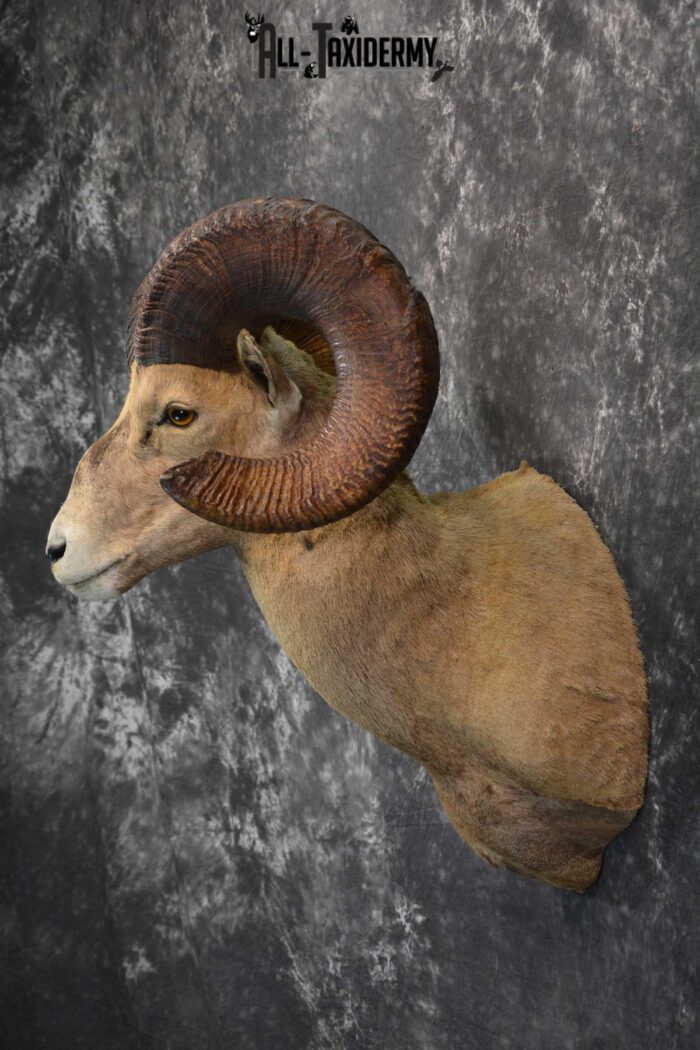 Desert Bighorn Taxidermy Shoulder Mount for sale SKU 1806 Gold Medal