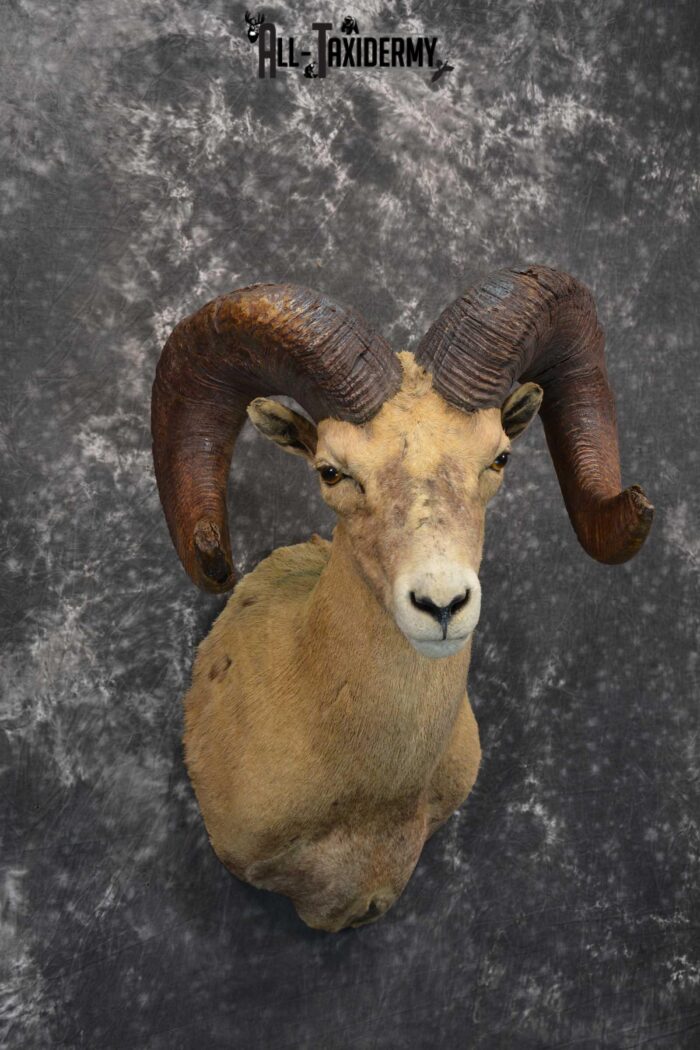 Desert Bighorn Taxidermy Shoulder Mount for sale SKU 1806 Gold Medal