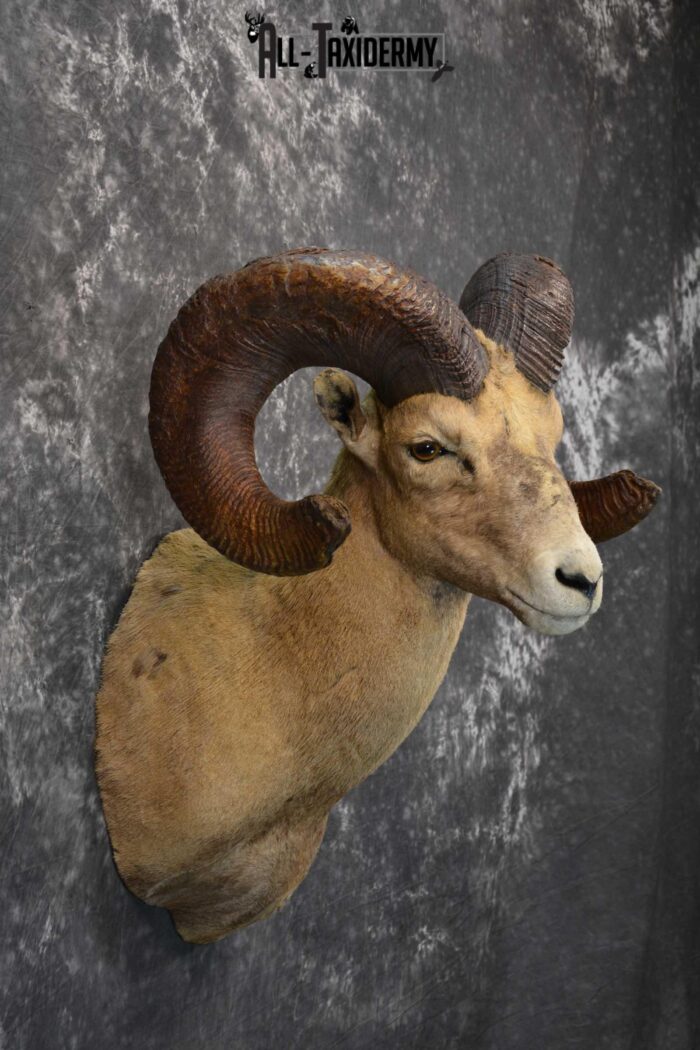 Desert Bighorn Taxidermy Shoulder Mount for sale SKU 1806 Gold Medal