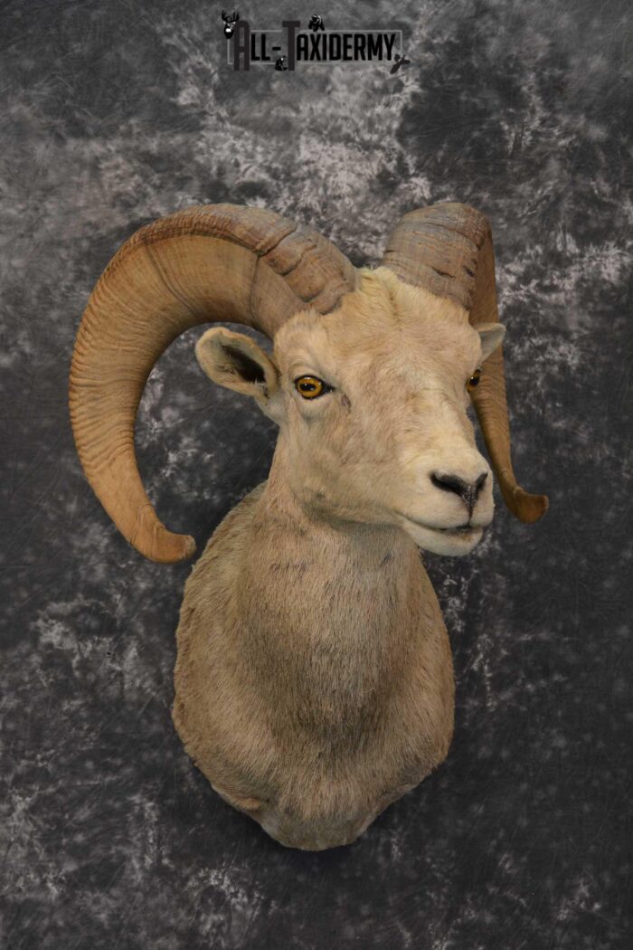 Desert Bighorn Taxidermy Shoulder Mount for sale SKU 1807