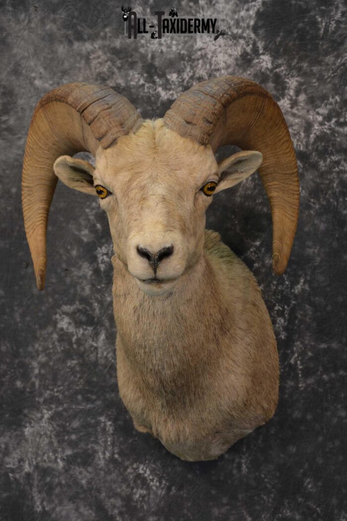 Desert Bighorn Taxidermy Shoulder Mount for sale SKU 1807