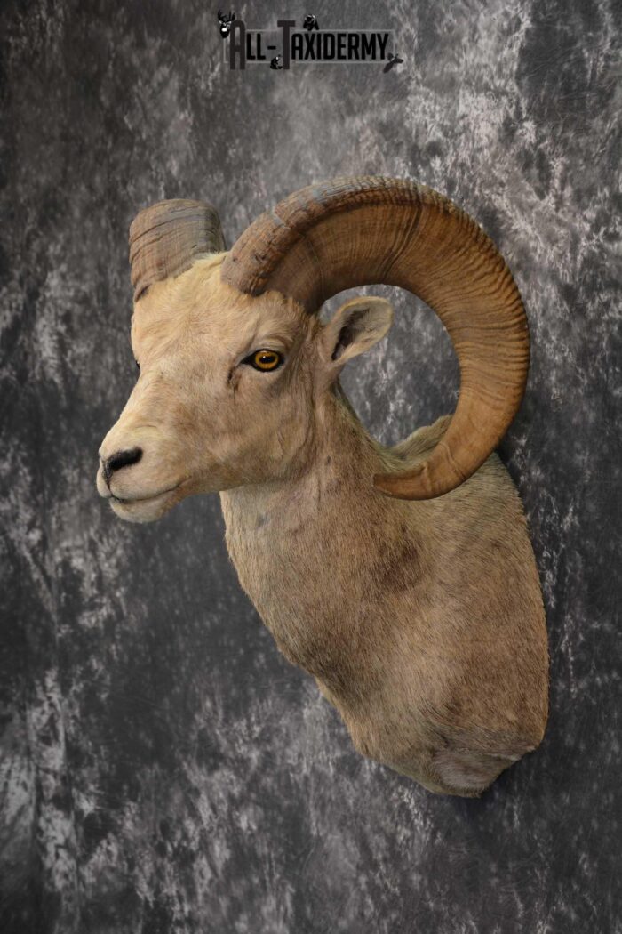 Desert Bighorn Taxidermy Shoulder Mount for sale SKU 1807